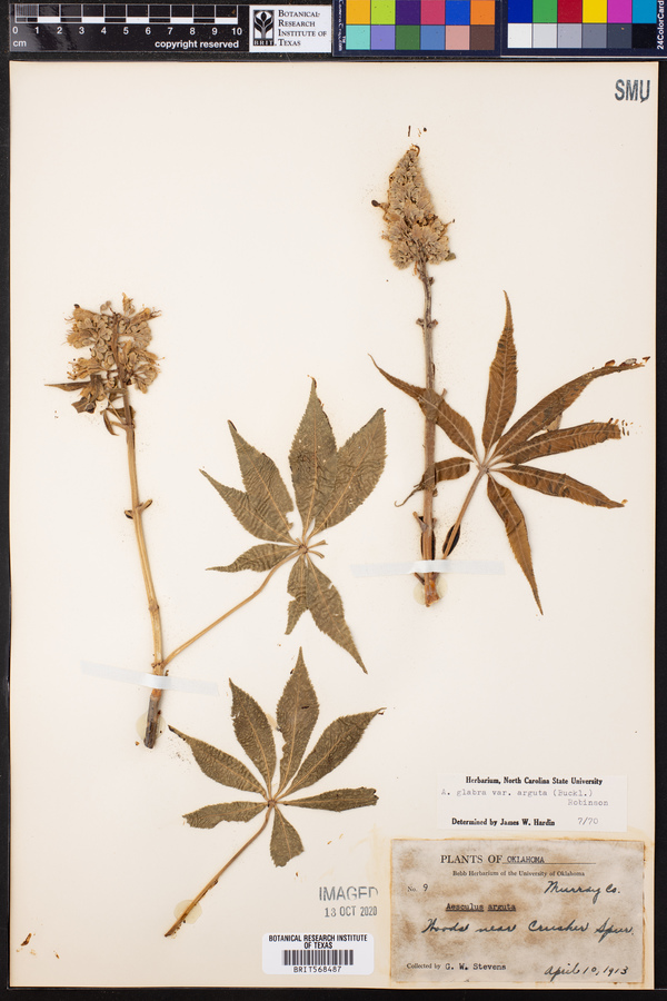 Aesculus glabra var. arguta image