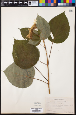 Hydrangea arborescens image