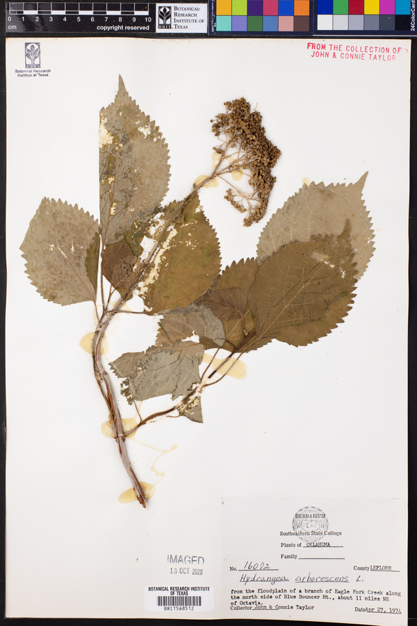Hydrangea arborescens image
