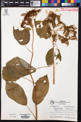 Hydrangea arborescens image