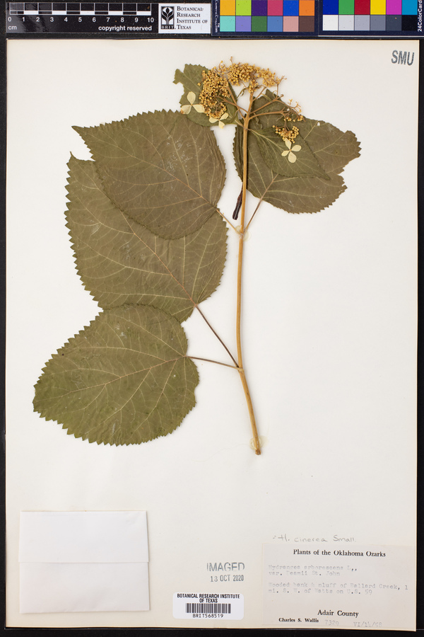 Hydrangea cinerea image