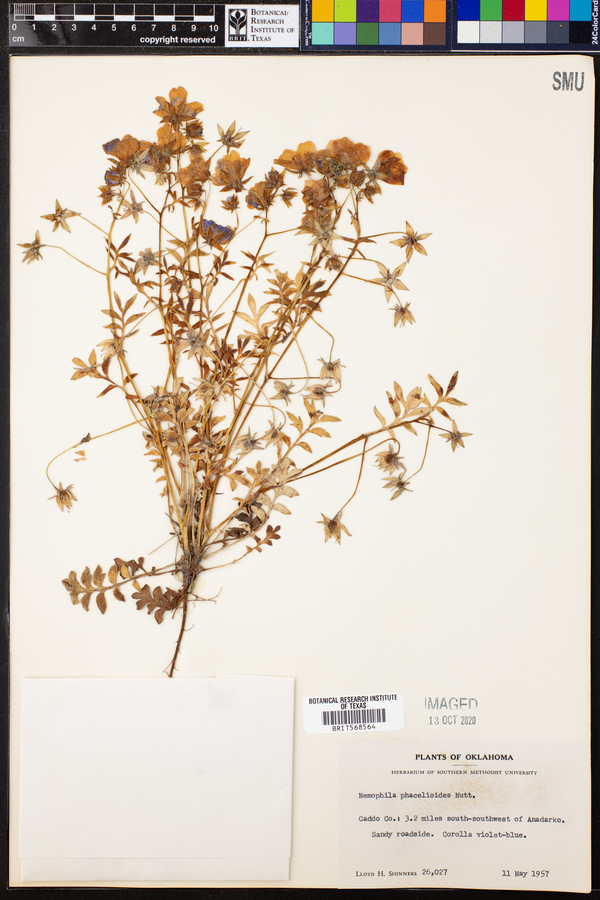 Nemophila phacelioides image