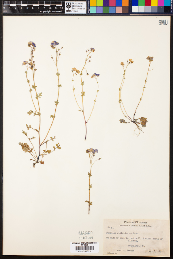 Phacelia gilioides image