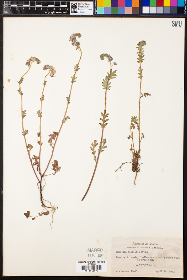 Phacelia gilioides image