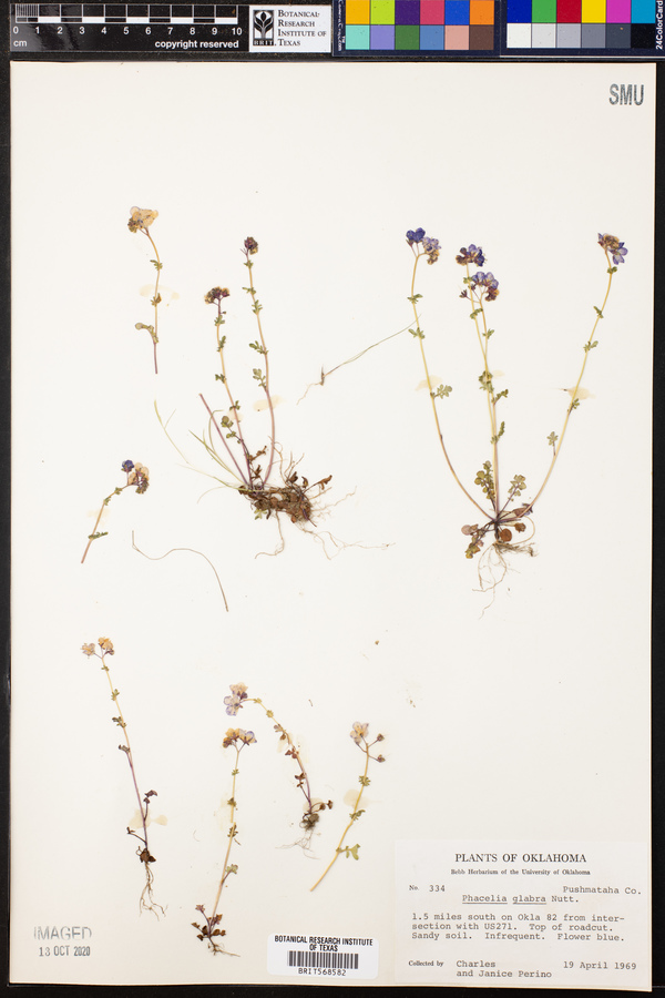 Phacelia glabra image