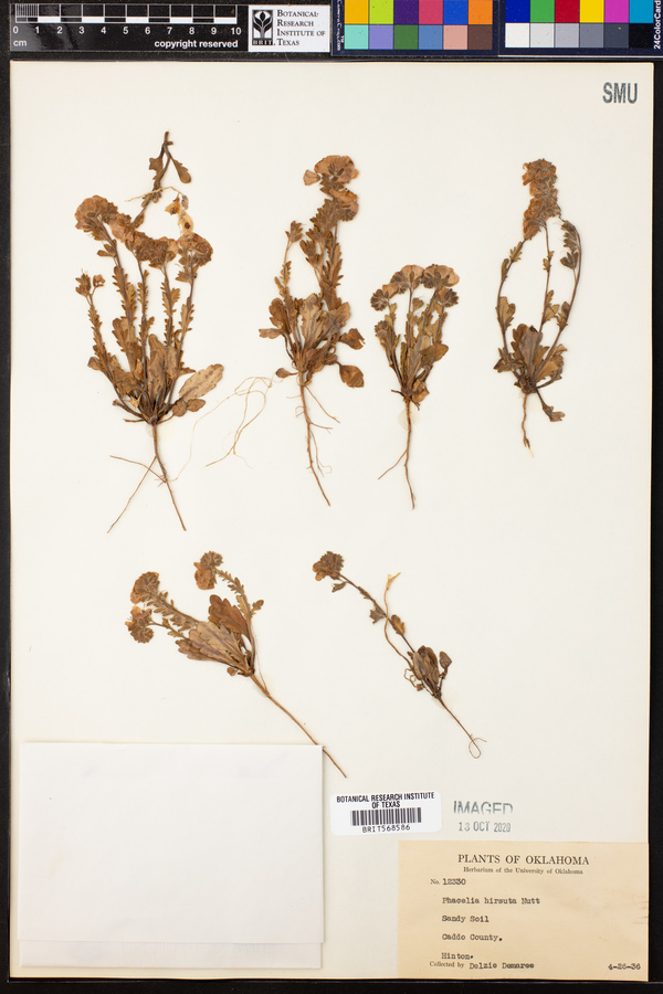 Phacelia hirsuta image