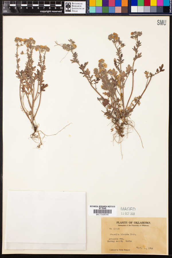 Phacelia hirsuta image