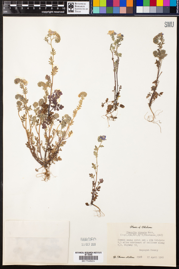 Phacelia hirsuta image