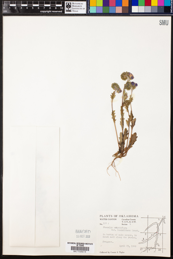 Phacelia strictiflora var. lundelliana image