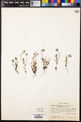 Phacelia strictiflora var. robbinsii image
