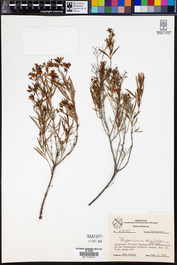 Hypericum densiflorum image