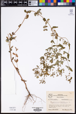 Hypericum mutilum image