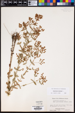 Hypericum mutilum image