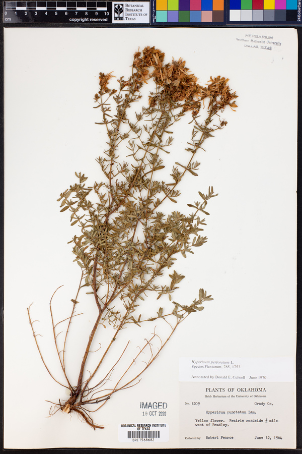 Hypericum perforatum image