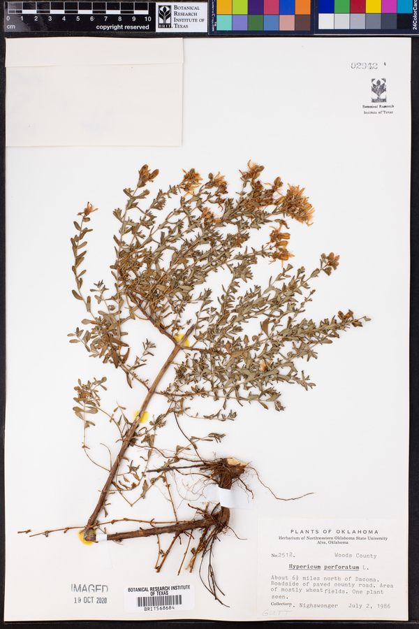 Hypericum perforatum image