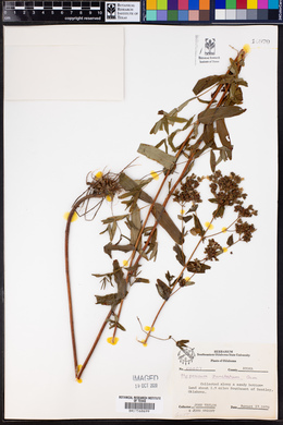 Hypericum punctatum image