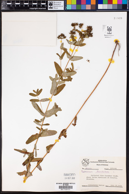 Hypericum punctatum image