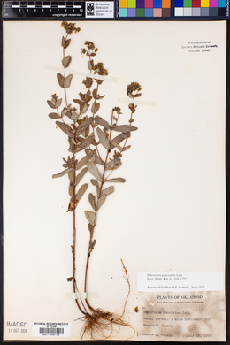 Hypericum punctatum image