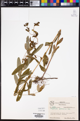 Hypericum punctatum image