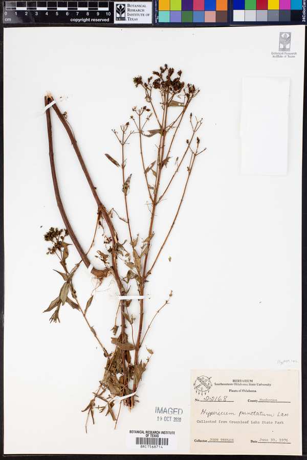 Hypericum punctatum image