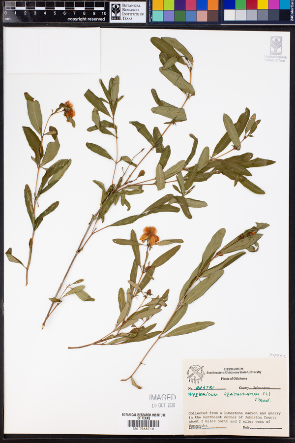 Hypericum prolificum image