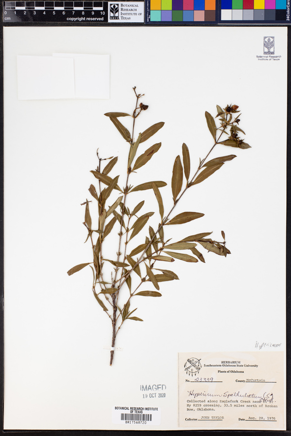 Hypericum prolificum image