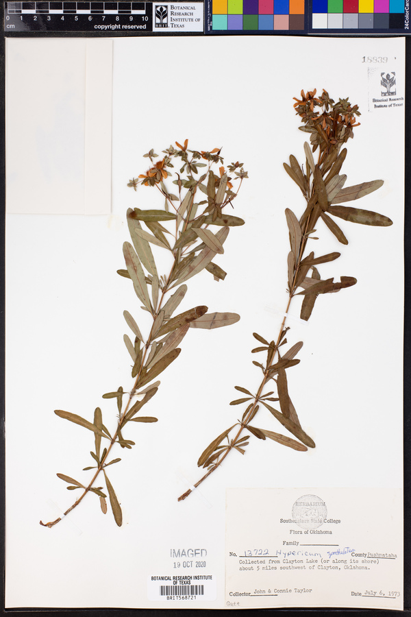 Hypericum prolificum image
