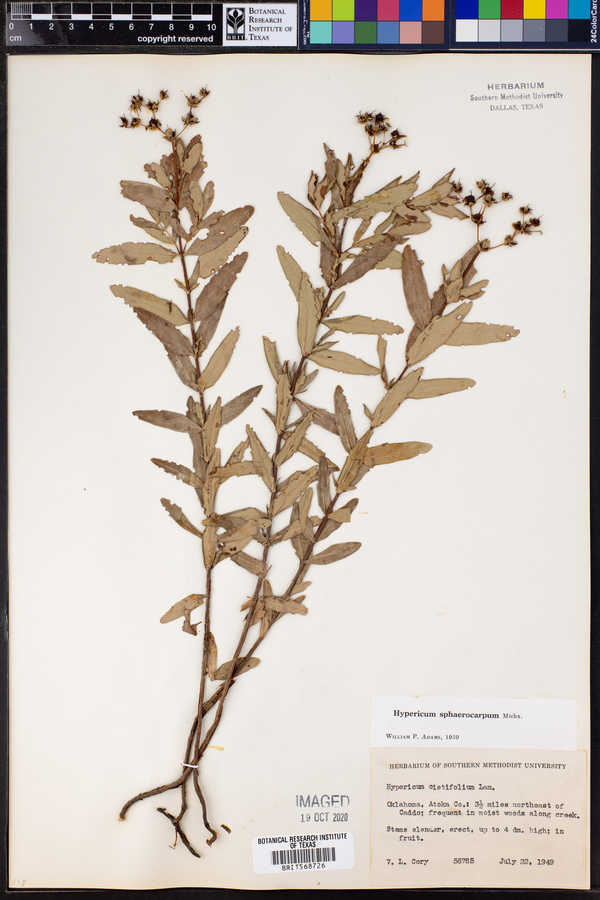 Hypericum sphaerocarpum image