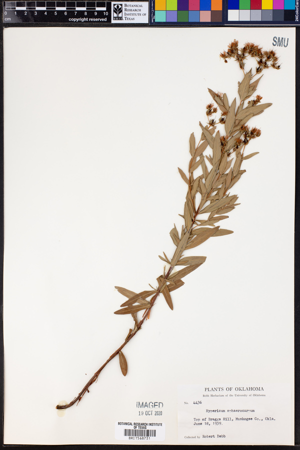 Hypericum sphaerocarpum image