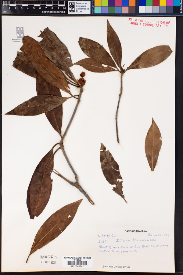 Illicium floridanum image