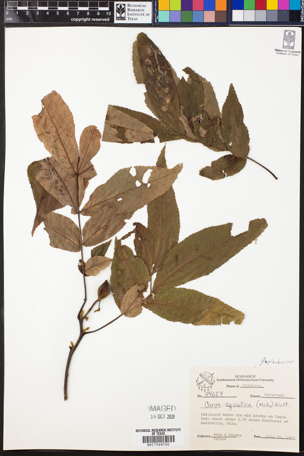 Carya aquatica image