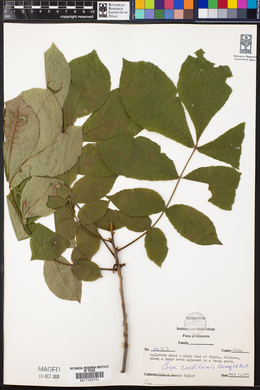 Carya cordiformis image