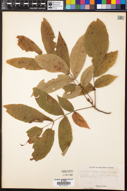 Carya cordiformis image