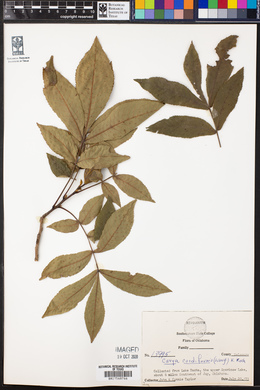 Carya cordiformis image