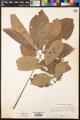 Carya cordiformis image