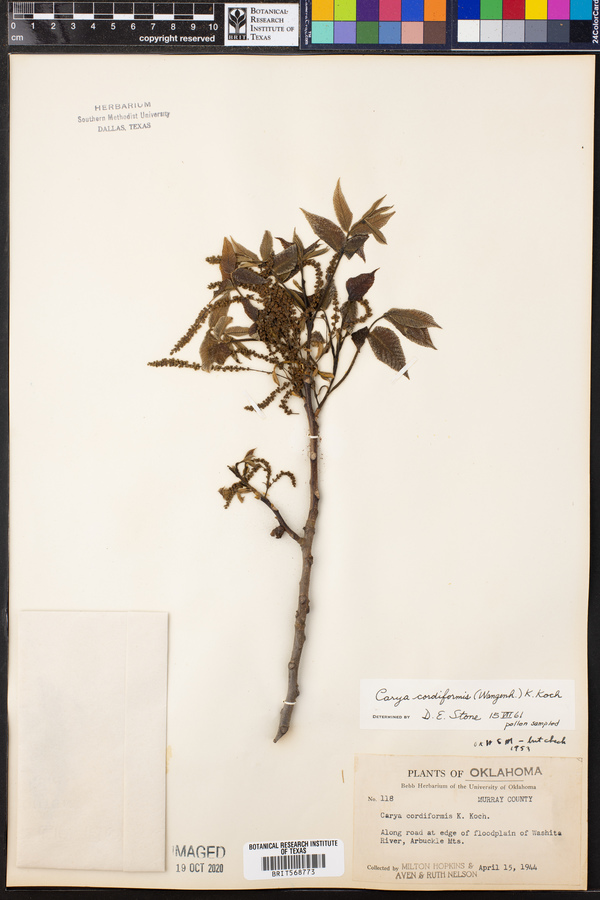 Carya cordiformis image