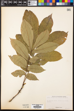 Carya cordiformis image