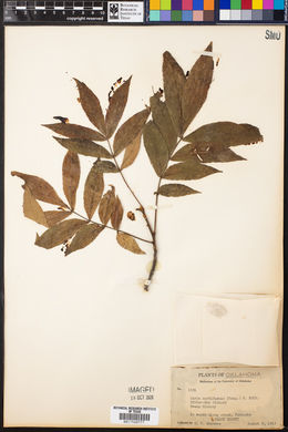 Carya cordiformis image