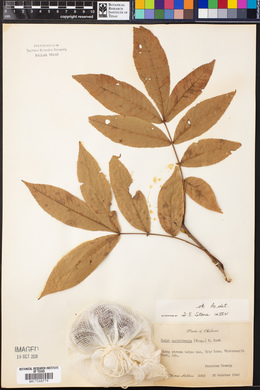 Carya cordiformis image