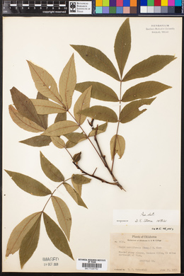 Carya cordiformis image