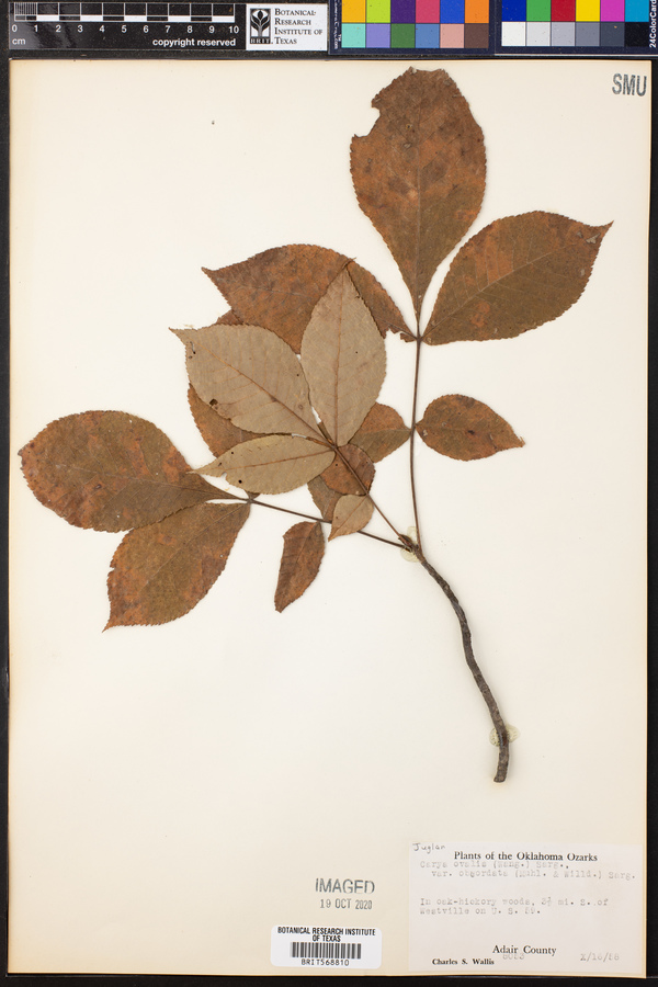 Carya ovalis var. obcordata image