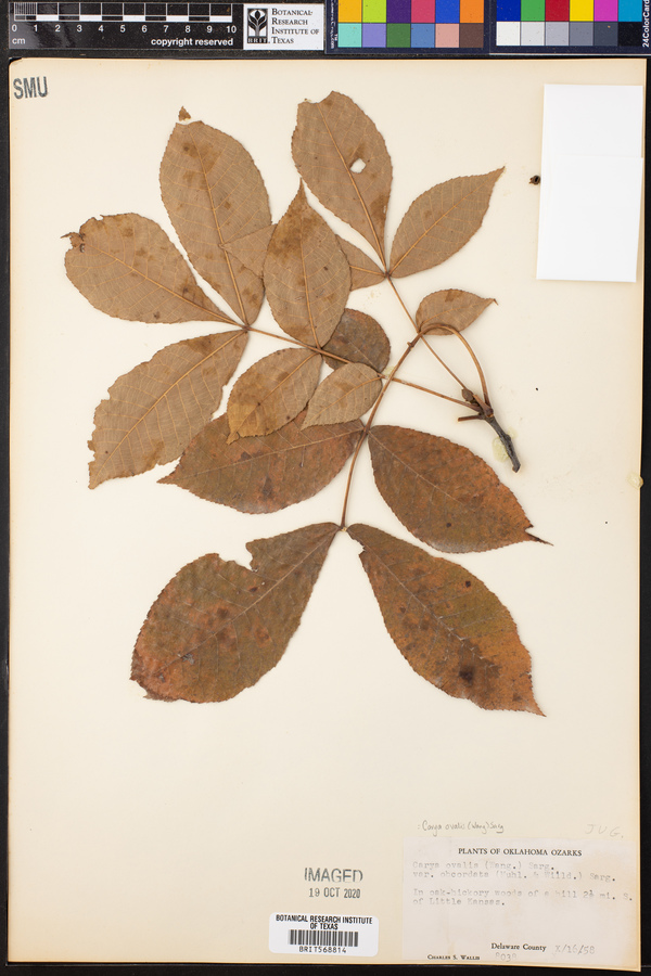 Carya ovalis image