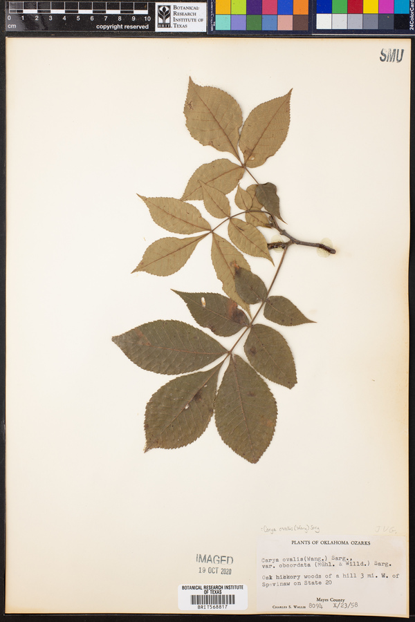 Carya ovalis image