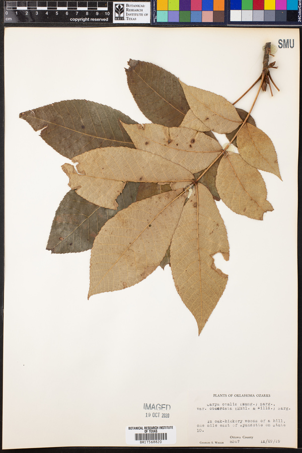 Carya ovalis var. obcordata image