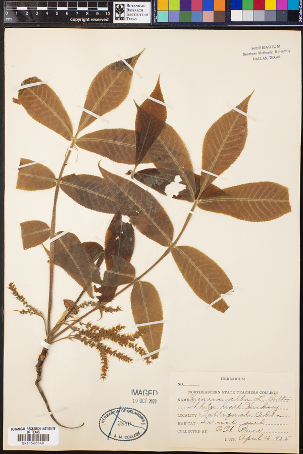 Carya ovata image