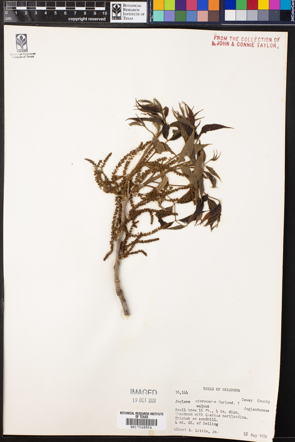 Juglans microcarpa image