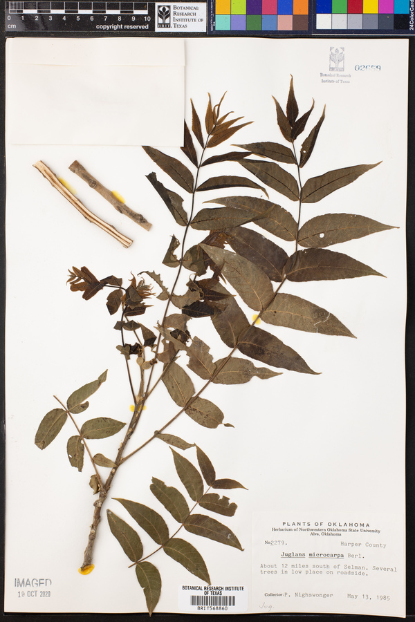 Juglans microcarpa image