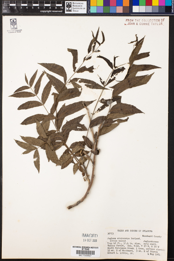 Juglans microcarpa image