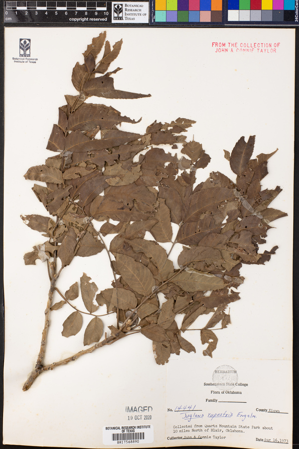 Juglans microcarpa var. microcarpa image