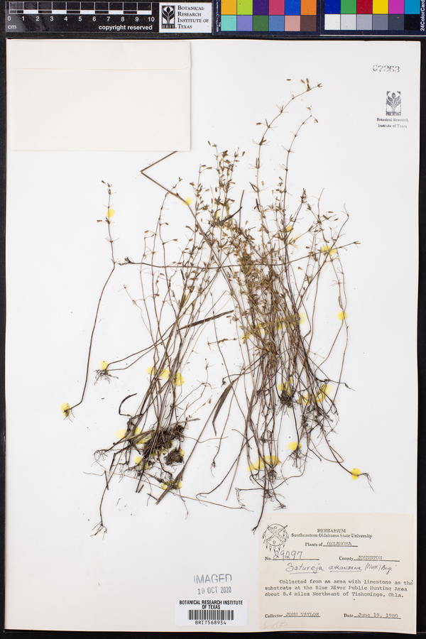 Clinopodium arkansanum image